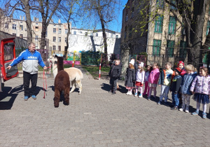Karmienie i tulenie alpak