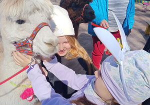 Karmienie i tulenie alpak