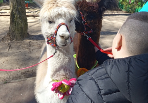Karmienie i tulenie alpak