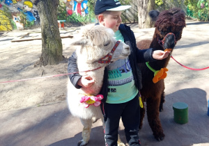 Karmienie i tulenie alpak