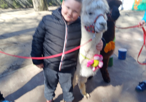 Karmienie i tulenie alpak