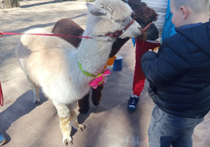 Karmienie i tulenie alpak