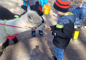 Karmienie i tulenie alpak