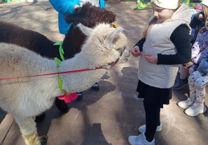Karmienie i tulenie alpak