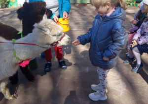 Karmienie i tulenie alpak