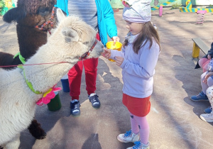 Karmienie i tulenie alpak