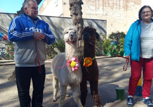 Karmienie i tulenie alpak