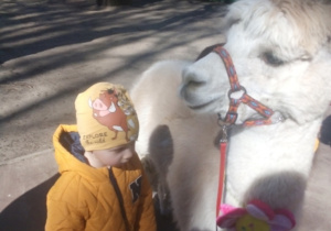 Karmienie i tulenie alpak