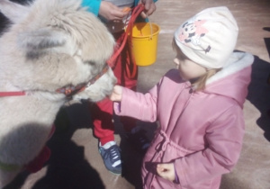 Karmienie i tulenie alpak
