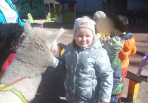 Karmienie i tulenie alpak