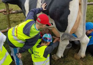 Pierwsze próby dojenia krowy
